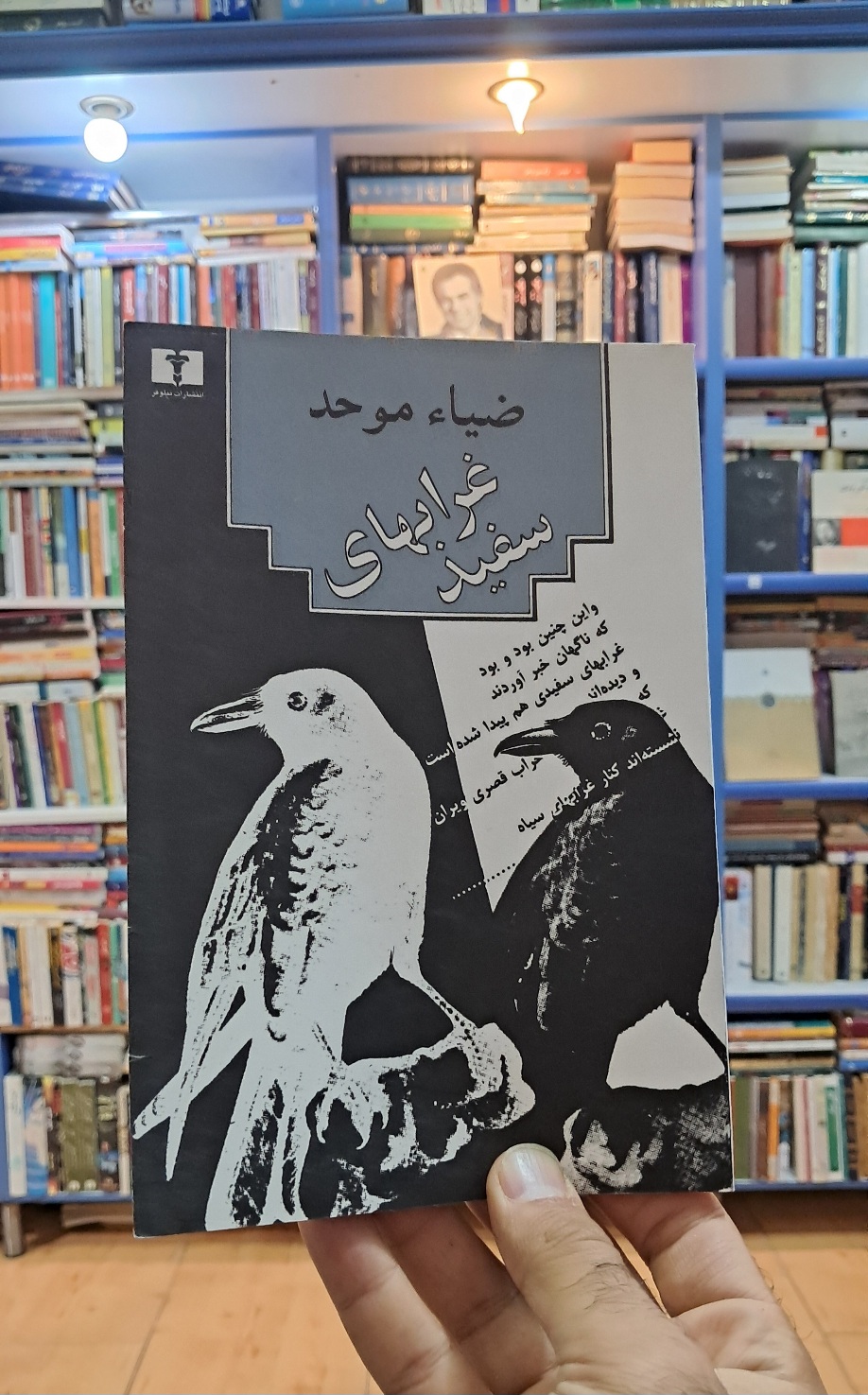 غرابهای سفید